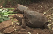 Żółw-seksoholik uratował swój gatunek, a teraz przechodzi na emeryturę.
