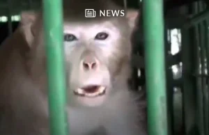 Małpa-alkoholik dostała w Indiach dożywocie za agresywne zachowanie