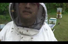 Likwidacja ula z agresywnymi pszczołami