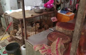 Chiny: festiwal psiego mięsa otwarty. Do kotła trafi tysiące czworonogów