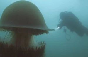 200 kilogramowa meduza atakuje ludzi koktajlem 200 toksyn.