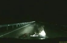Niedźwiedź atakuje auto na drodze po tym jak inne auto zabiło jej młode