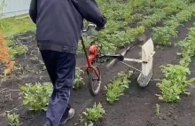 Szybki i ekologiczny sposób pozbycia się stonki z liści rośliny ziemniaka