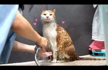Kąpiel przygarniętego kota