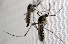 Plan wypuszczenia genetycznie modyfikowanych komarów został zatwierdzony [EN]