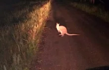 Leśniczy oniemiał. W nocy w lesie pod Włocławkiem spotkał... kangura!...