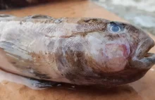 Czy ryby z Bałtyku są trujące? Zdjęcia, badania i opinie ekspertów