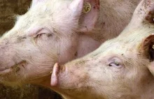 Czy grozi nam przemysłowa hodowla świń zamiast małych gospodarstw?