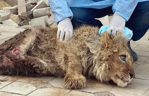 Ratownicy ratują małego lwa, który miał złamane nogi, aby turyści robili zdjęcia