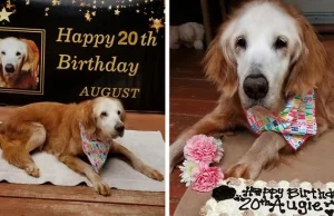 Ten uroczy pies zostaje pierwszym Golden Retrieverem, który osiągnął wiek 20 lat