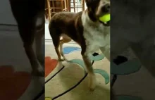 Pies tańczy, kiedy chce się bawić