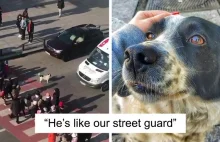Pies przybywa tu codziennie i pomaga dzieciom bezpiecznie przejść przez ulicę