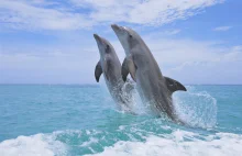 Przełom: Delfiny uczą się od siebie nawzajem