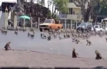 Małpy internowały mieszkańców miasta w Tajlandii. "Ich gangi przejęły...