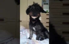 Piękny uśmiech psa