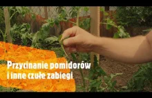 Przycinanie pomidorów i inne czułe zabiegi