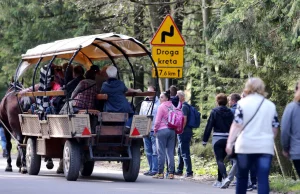 Tatry zamknięte dla elektrycznych hulajnóg. A mogły odciążyć konie w drodze.