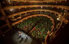 Muzycy opery w Barcelonie zagrali koncert dla ponad 2 tys. roślin. Dostali...