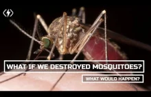 Co się stanie, jeśli wytępimy komary? Czy są ważne dla przyrody?