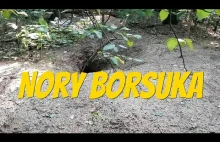 Nory Borsuka - jak rozpoznać?