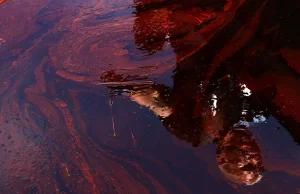Łódzkie. Katastrofa ekologiczna. Wyciekły tysiące litrów ropy
