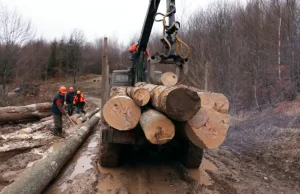 Nielegalne drewno z Ukrainy dla IKEI. Koncern zapowiada audyt