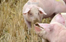 Świńska grypa z potencjałem pandemii znaleziona wśród chińskich świń
