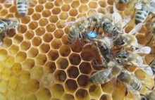 Pszczoły robotnice czyszczą nową królową z miodu