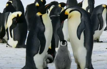 Pingwiny z Antarktydy polubiły globalne ocieplenie, bo żyje im się lepiej