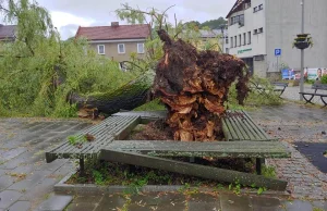 Betonową rewitalizację przetrwało jedno stare drzewo. Powaliła je wichura