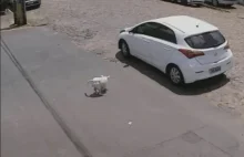 Kobieta wyrzuca z auta i porzuca niepełnosprawnego psa