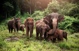 Tajemnicze zgony słoni w Botswanie. Padło ponad 300 zwierząt