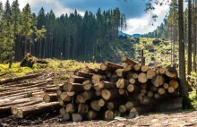 Wycinka drzew w Polsce wzrosła o 58 proc. Może być jeszcze gorzej
