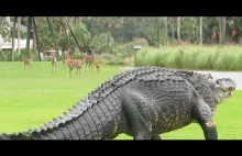 Masywny aligator swobodnie spaceruje po polu golfowym