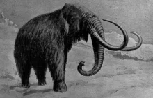 Kości mamuta, tura oraz prażubra odnaleziono w Warszawie