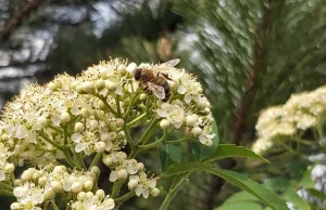 Naukowiec z Wuhan ujawnił, że jad pszczeli z powodzeniem zabija COVID-19
