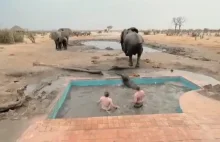 Próbuję pomóc słoniątku