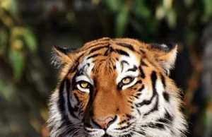 Tragiczny wypadek w Zurychu. Tygrys zabił 55-latkę na oczach pracowników.