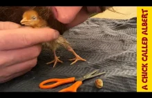 Operacja ratującą życie małemu kurczakowi
