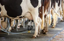 Matryca VAT budzi pierwsze kontrowersje. Wzrosną koszty produkcji mleka
