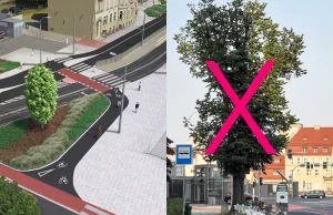 Poznań: chcą wyciąć drzewo o obwodzie ~3m przy budowie drogi rowerowej