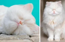 Ślepy kot perski dostaje drugą szansę w życiu