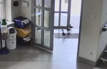 Przychodzą kaczki do urzędu
