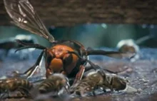Niesamowite nagranie. Pszczoły zwalczają atak szerszenia gotując go na...
