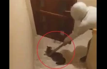 Mężczyzna znęcał się nad kotem, partnerka to nagrywała. Oboje zostali skazani