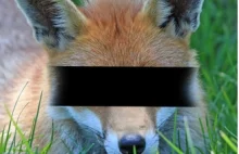 Zwiększanie bezpieczeństwa i anonimowości w Firefox | Pomoc komputerowa...