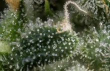 TERPENY – CZYM SĄ I NA CO POMAGAJĄ?