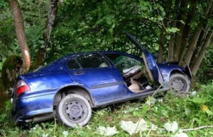 Pijani złodzieje skończyli w rowie, cielak wrócił do domu