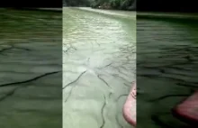 Skąd się biorą węże w rzekach?