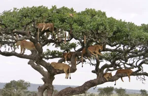 Dziesięciu lwów drzemało na jednym drzewie…